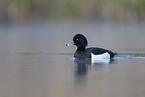 tufted duck