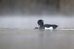 tufted duck
