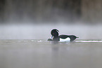 tufted duck