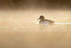 tufted duck