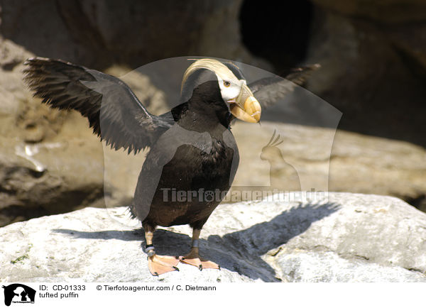 Gelbschopflund / tufted puffin / CD-01333