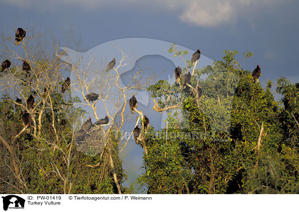 Turkey Vulture / PW-01419