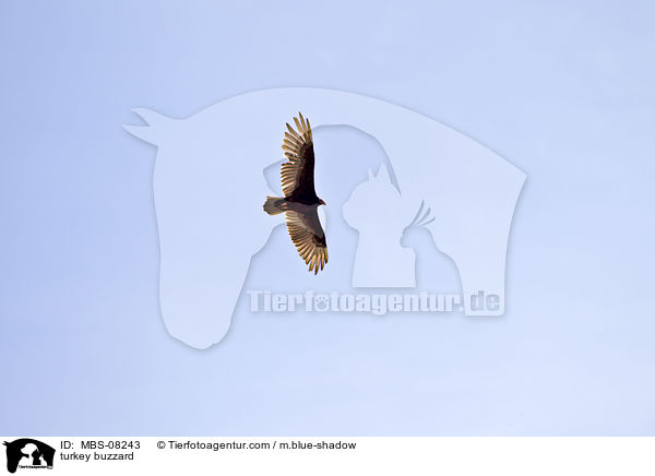 Truthahngeier / turkey buzzard / MBS-08243