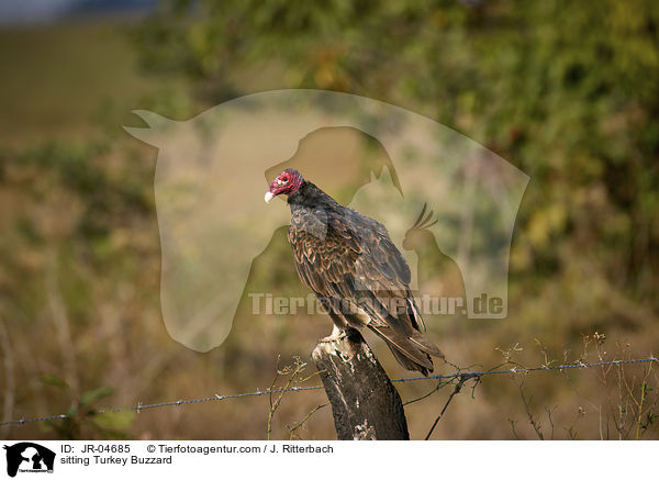 sitting Turkey Buzzard / JR-04685