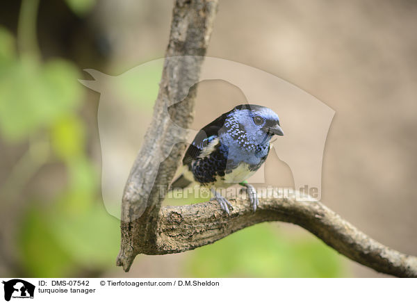 Trkistangar / turquoise tanager / DMS-07542