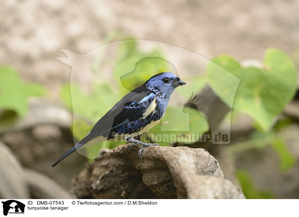turquoise tanager / DMS-07543