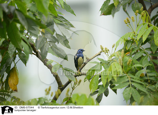 Trkistangar / turquoise tanager / DMS-07544