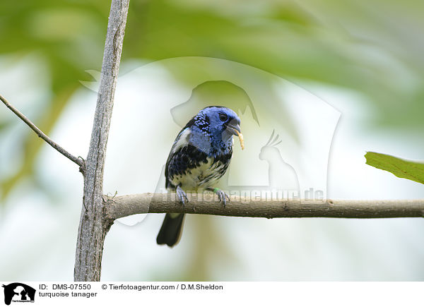 Trkistangar / turquoise tanager / DMS-07550