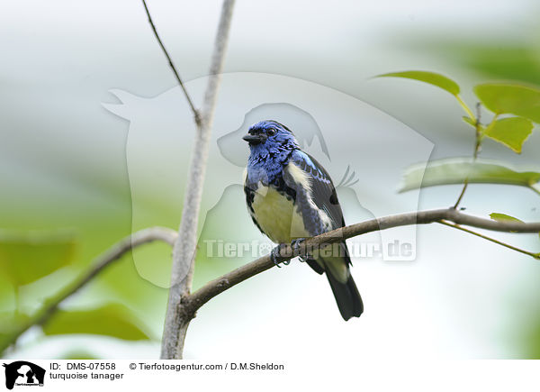 turquoise tanager / DMS-07558