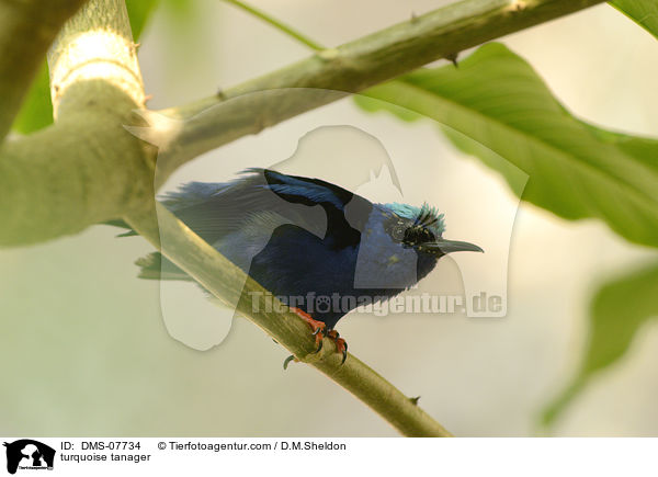 Trkistangar / turquoise tanager / DMS-07734