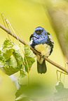 turquoise tanager