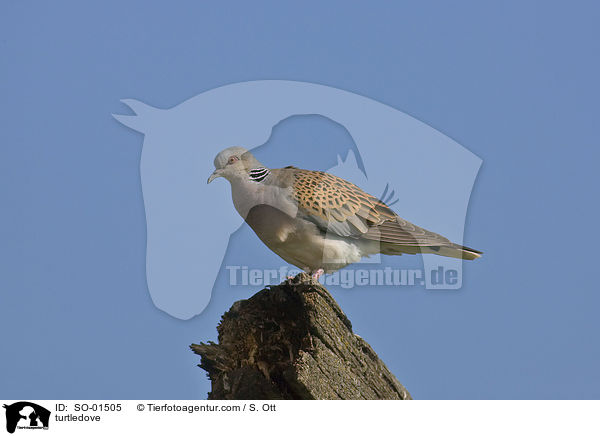 Turteltaube / turtledove / SO-01505