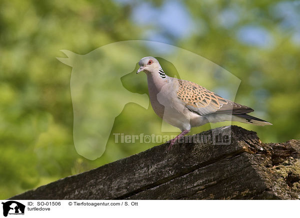 Turteltaube / turtledove / SO-01506