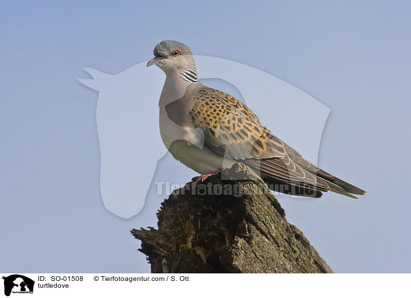 Turteltaube / turtledove / SO-01508