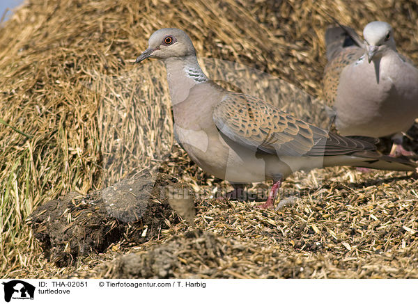 Turteltaube / turtledove / THA-02051