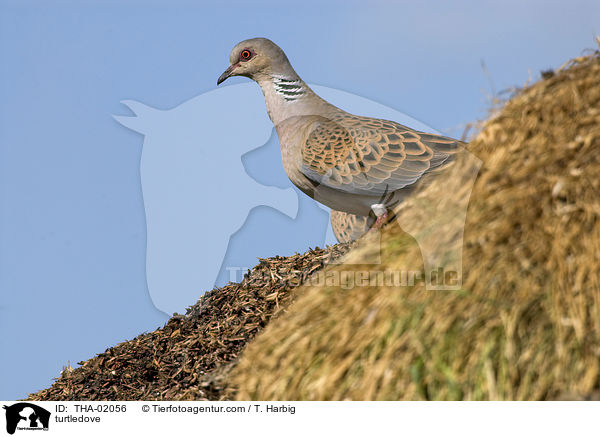 Turteltaube / turtledove / THA-02056