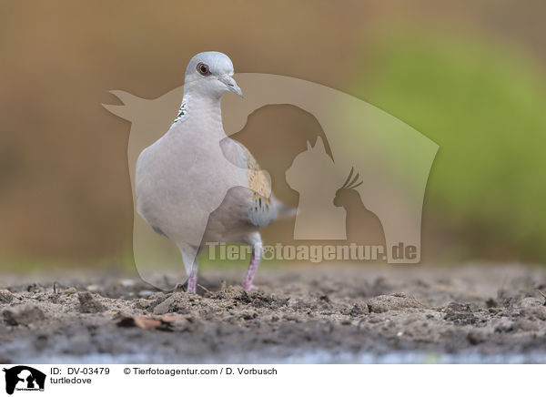 turtledove / DV-03479