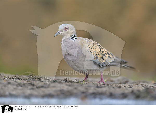 turtledove / DV-03480