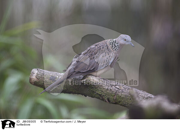 Turteltaube / turtledove / JM-09305