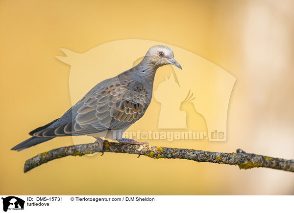 Turteltaube / turtledove / DMS-15731
