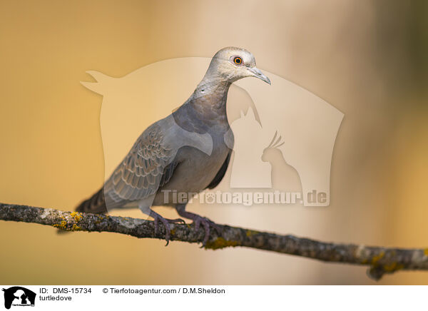 Turteltaube / turtledove / DMS-15734