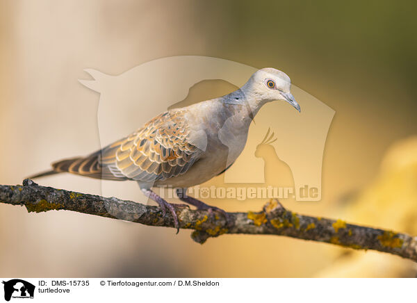 Turteltaube / turtledove / DMS-15735