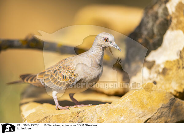 Turteltaube / turtledove / DMS-15736