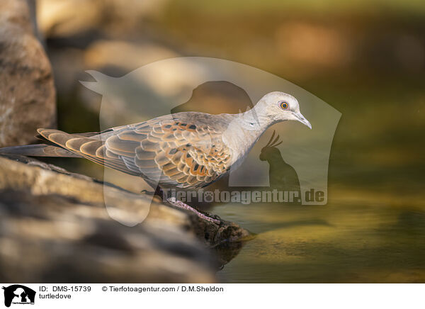 Turteltaube / turtledove / DMS-15739