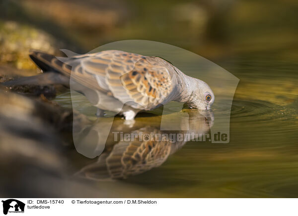 Turteltaube / turtledove / DMS-15740
