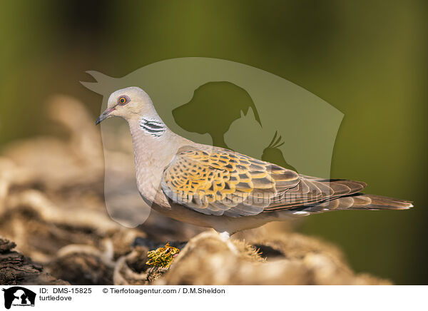 Turteltaube / turtledove / DMS-15825