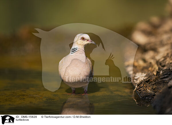 Turteltaube / turtledove / DMS-15828