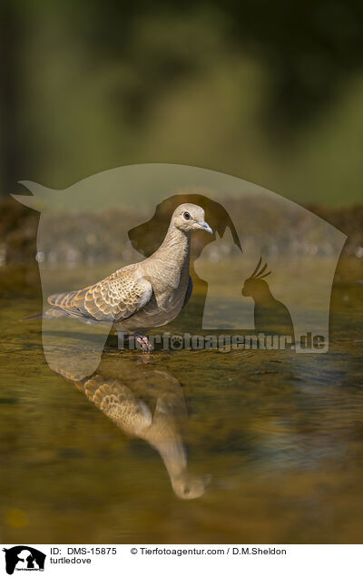 Turteltaube / turtledove / DMS-15875