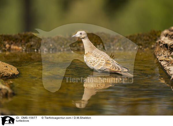 Turteltaube / turtledove / DMS-15877