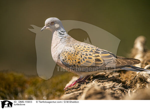 Turteltaube / turtledove / DMS-15903