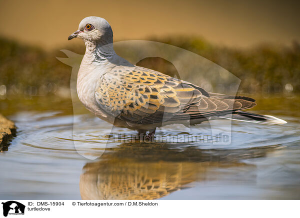 Turteltaube / turtledove / DMS-15904