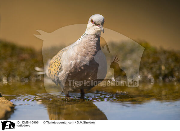 Turteltaube / turtledove / DMS-15906