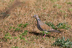 turtledove