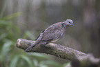 turtledove