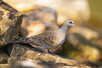 turtledove