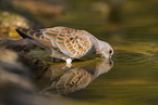 turtledove