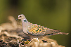 turtledove