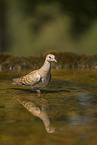 turtledove