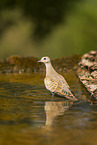 turtledove