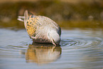 turtledove
