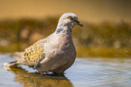 turtledove