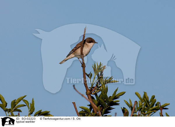 Grasmcke / typical warbler / SO-02223
