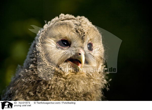 junger Habichtskauz / young ural owl / HJ-01573