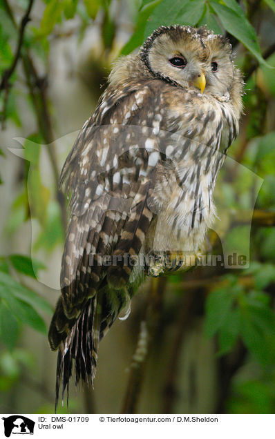 Habichtskauz / Ural owl / DMS-01709