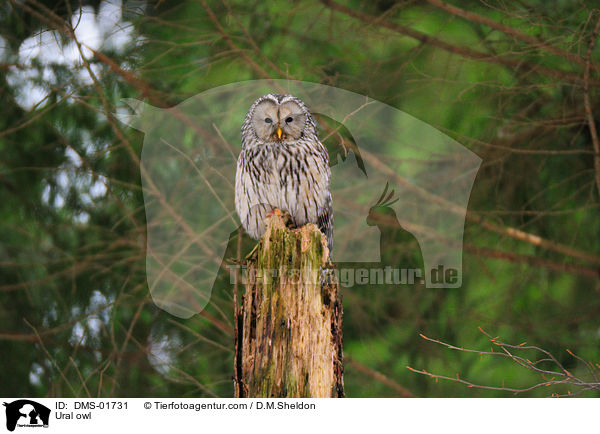Habichtskauz / Ural owl / DMS-01731