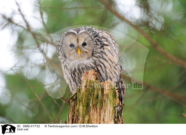 Habichtskauz / Ural owl / DMS-01732